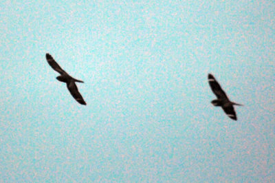520lesser 046lesser.jpg
