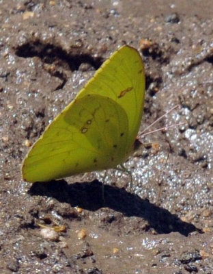 520lesser 003lep.jpg