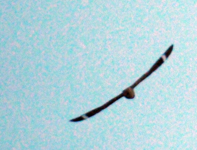 520lesser 054lesser.jpg