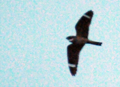 520lesser 057lesser.jpg