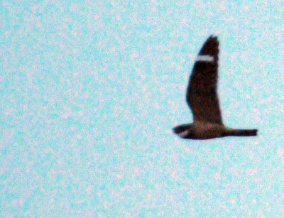 520lesser 059lesser.jpg