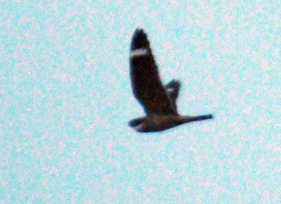 520lesser 060lesser.jpg