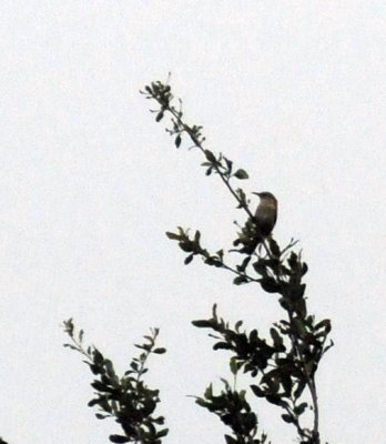 521cooks 002bird.jpg