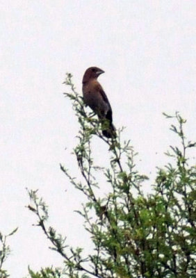 521cooks 038grosbeak.jpg