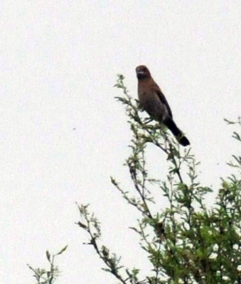 521cooks 039grosbeak.jpg