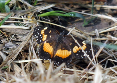 523cs 027bordered.jpg