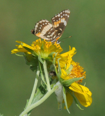 523cs 056bordered.jpg