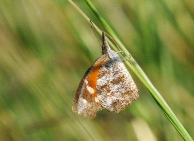 523cs 071snout.jpg