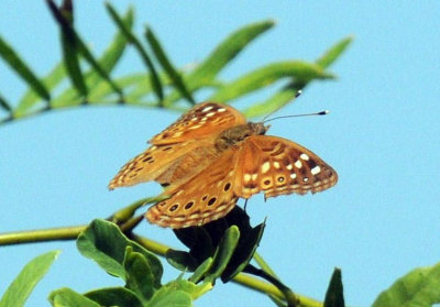 523cs 089hackberry.jpg