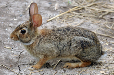 527cooks 042bunny.jpg