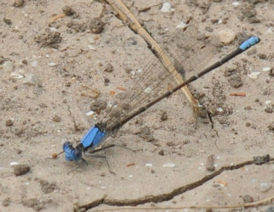 528cooks 008bluefronted.jpg