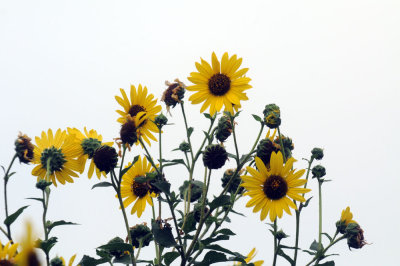 528cooks 032sun.jpg