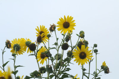 528cooks 033sun.jpg
