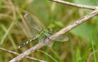528cooks 042pondhawk.jpg