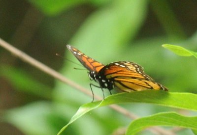 528cooks 068viceroy.jpg