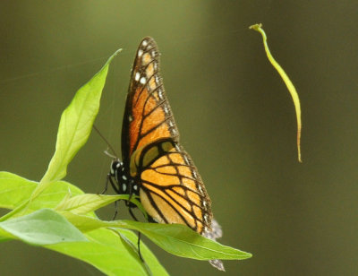 528cooks 074viceroy.jpg