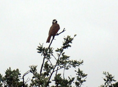 529cooks 018bird.jpg