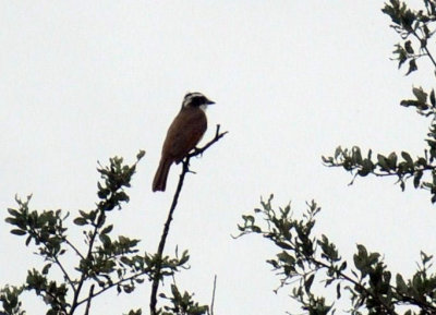 529cooks 020kiskadee.jpg