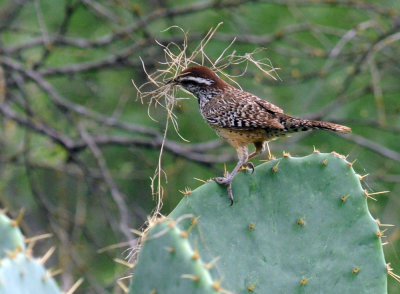 529cooks 070cactus.jpg