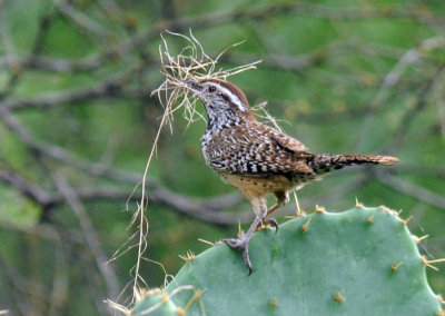 529cooks 073cactus.jpg
