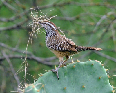 529cooks 074cactus.jpg