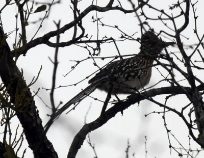 219signNature 045roadrunner2.jpg