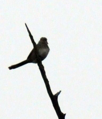 316neals 059blackcappedvireo2.jpg