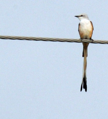326neals 007scissorrtail.jpg