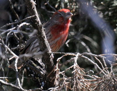 326neals 169hfinch2.jpg