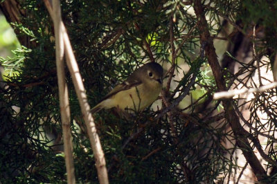 326neals 299rubycrowned.jpg
