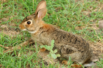 530cooks 031bunny.jpg