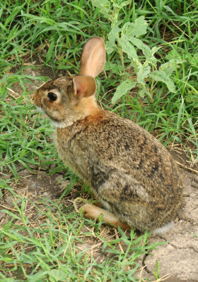 530cooks 032bunny.jpg