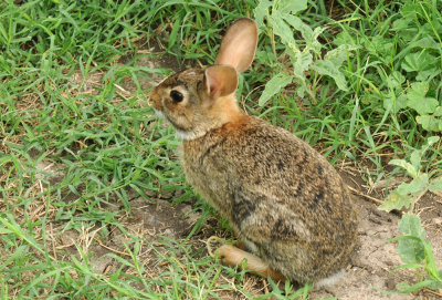 530cooks 033bunny.jpg