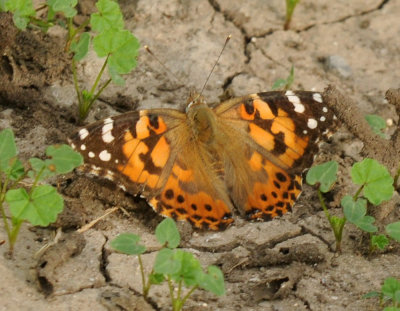 530cooks 039paintedlady.jpg