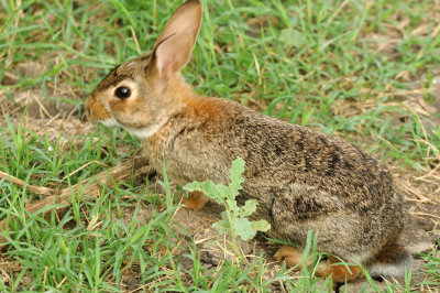 530cooks bunny.jpg