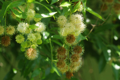 65cooks 004buttonbush.jpg