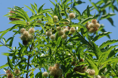 65cooks 006buttonbush.jpg