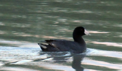 65cooks 047coot.jpg