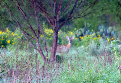 65cooks 063deer.jpg