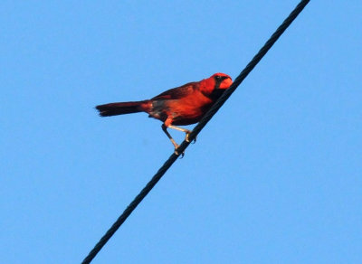 65cooks 108cardinal.jpg