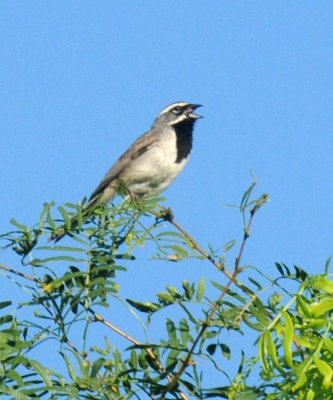 66cooks 001blackthroated.jpg