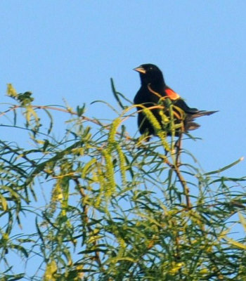 66cooks 025redwing.jpg