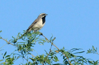 66cooks 101blackthroated.jpg