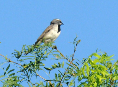 66cooks 108blackthroated.jpg