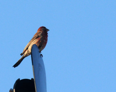 67uvalde 004housefinch.jpg