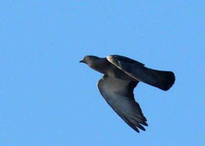 67uvalde 006rockpigeon.jpg