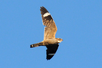 67uvalde 011lessernighthawk.jpg
