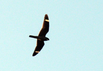 67uvalde 020lesser.jpg