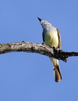 67uvalde 085browncrested.jpg