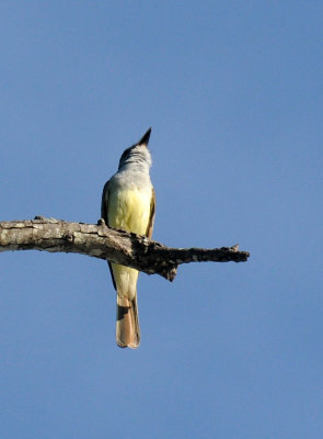 67uvalde 087browncrested.jpg